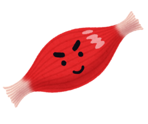 筋肉のイラスト