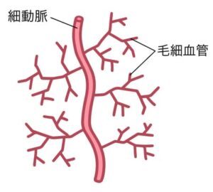 毛細血管
