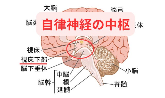 自律神経の中枢　視床下部