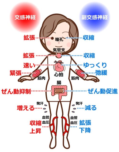 自律神経の役割