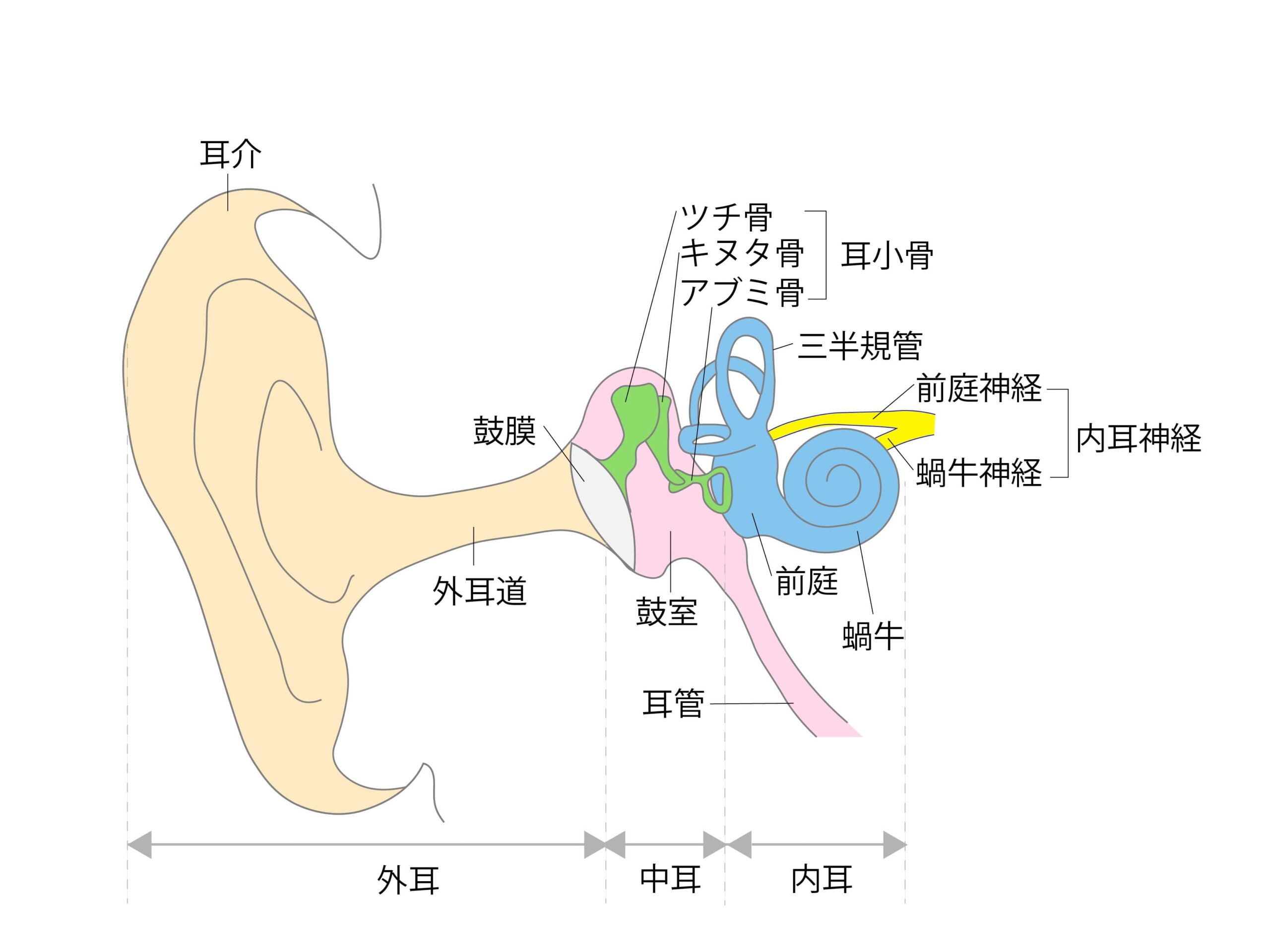 耳の解剖イラスト