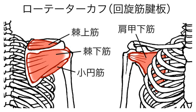 ローテーターカフ（回旋筋腱板）