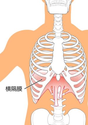 横隔膜