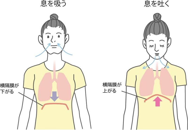 呼吸と横隔膜の関係