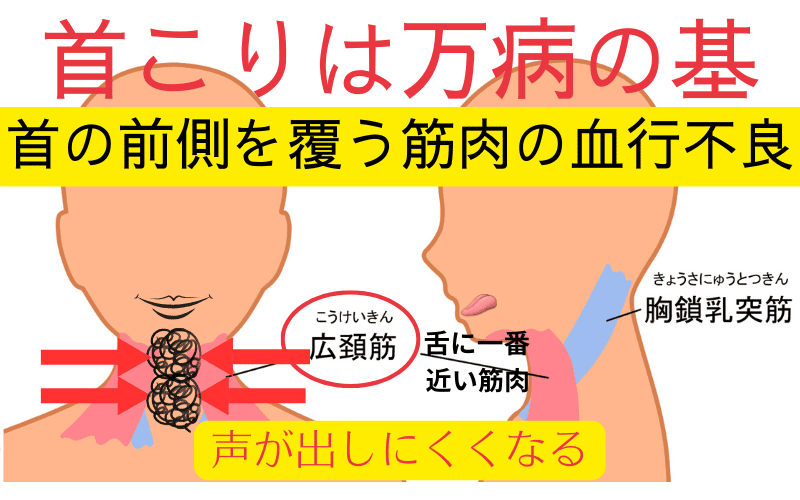 吃音の原因首の前側を覆う筋肉